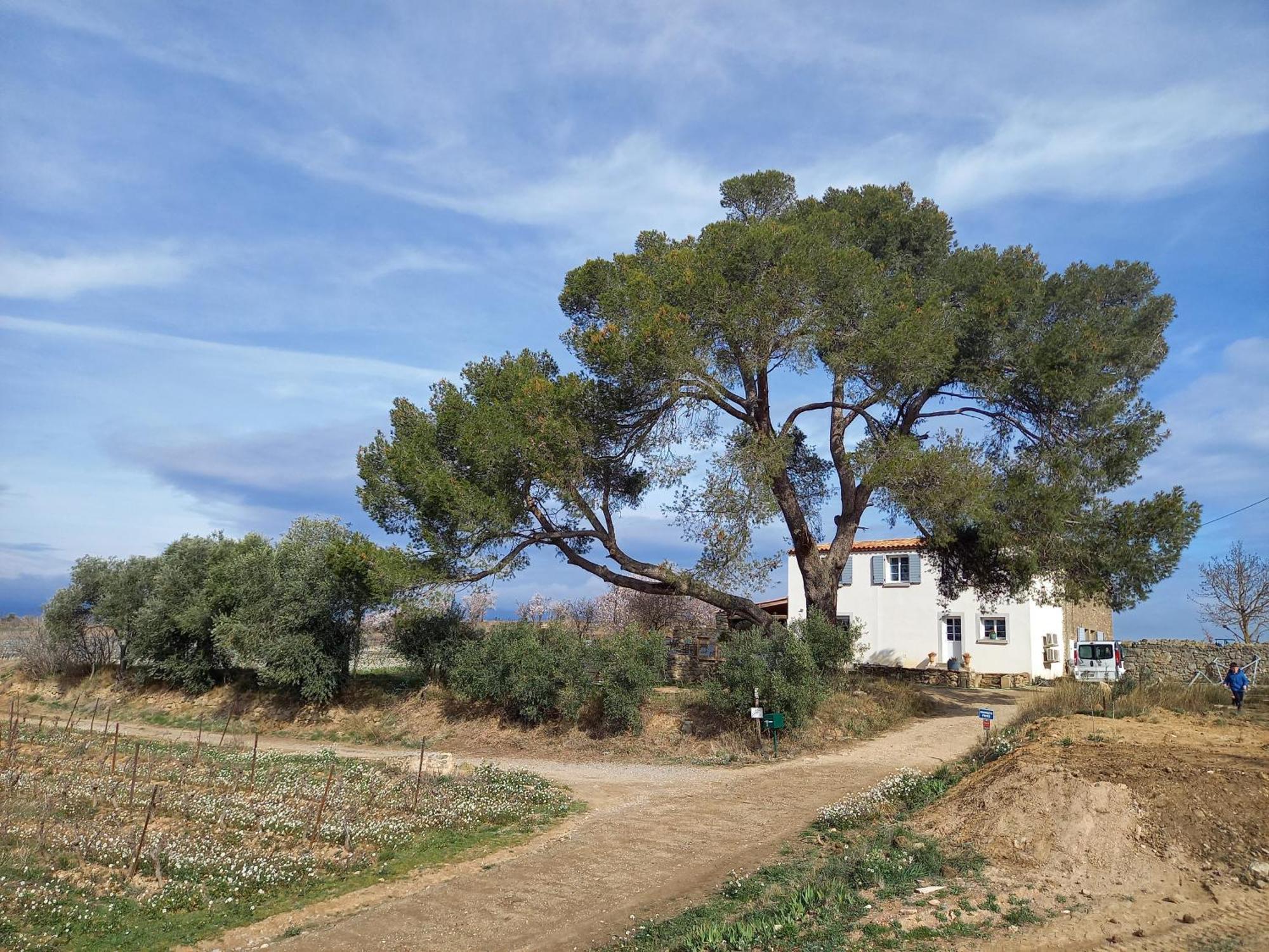 Domaine Saint Augustin Villa Rieux-Minervois Exterior photo